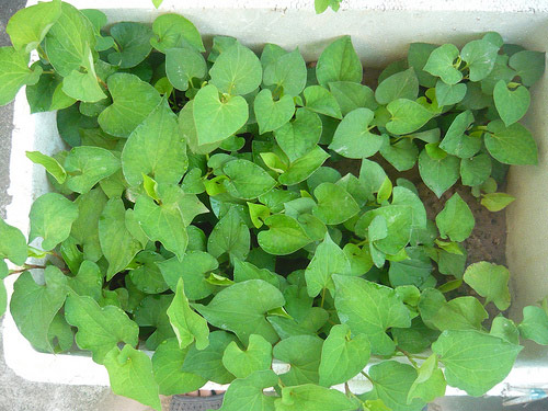 Mẹo trồng amp;#34;thần dượcamp;#34; diếp cá tại nhà một lần ăn mãi mãi của mẹ 9x - 7