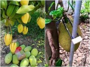 Nhà đẹp - “Cười té ghế” với 1.001 chiêu chống trộm trái cây chỉ có ở Việt Nam