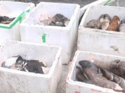 Mua sắm - Giá cả - Xe tải chở hơn 2 tạ thực phẩm hôi thối lên miền núi tiêu thụ