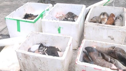 Xe tải chở hơn 2 tạ thực phẩm hôi thối lên miền núi tiêu thụ - 1