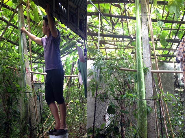 Chiêu chăm bầu khủng dài gần 2m mỗi quả của bầu Kiên