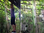 Nhà đẹp - Chiêu chăm bầu khủng dài gần 2m mỗi quả của "bầu Kiên"