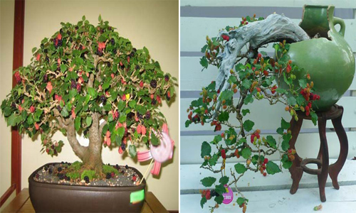 Trồng cây vừa để làm cảnh, vừa lấy trái ngon ăn suốt mùa: còn gì vui thú hơn? - 2