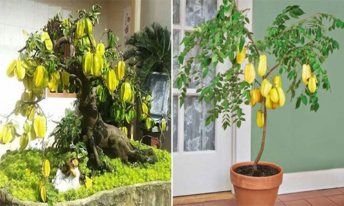Trồng cây vừa để làm cảnh, vừa lấy trái ngon ăn suốt mùa: còn gì vui thú hơn? - 6