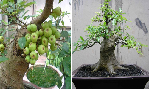 Trồng cây vừa để làm cảnh, vừa lấy trái ngon ăn suốt mùa: còn gì vui thú hơn? - 7