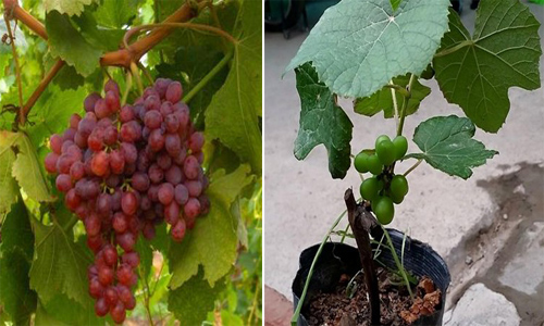 Trồng cây vừa để làm cảnh, vừa lấy trái ngon ăn suốt mùa: còn gì vui thú hơn? - 3