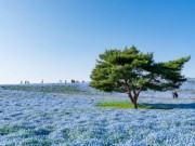 Ảnh đẹp Eva - Say đắm trước hàng triệu bông hoa mắt xanh bung nở ở Nhật