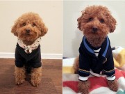 Clip Eva - Chú chó đặc biệt tung tăng... 2 chân trên phố phường