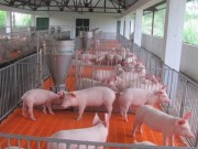 Mua sắm - Giá cả - Cứu con heo làm chết con... gia cầm!