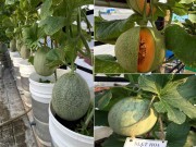Nhà đẹp - Nông dân phố bày cách trồng dưa lúc lỉu như "đàn lợn con" trên mái