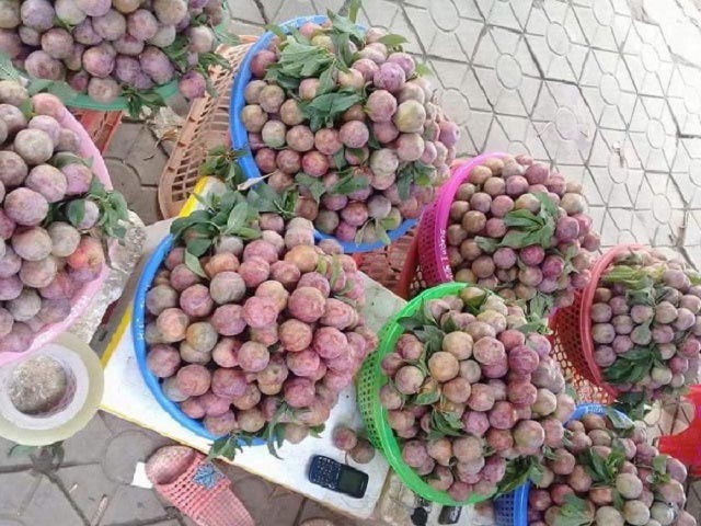 5.000 đồng/ quả mận vẫn bán cháy hàng - 1