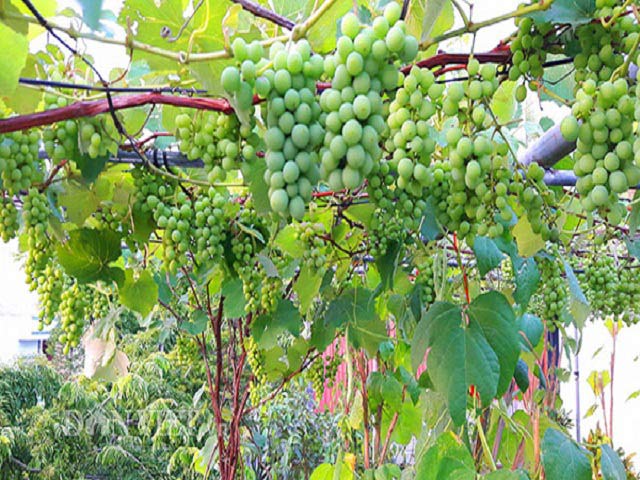 Hoa mắt với giàn nho Pháp siêu mắn trên sân thượng tầng 3