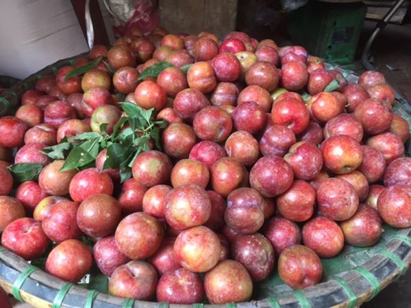 Mua tại vườn chỉ 9 nghìn/kg nhưng mận hậu Mộc Châu vẫn có giá “chát” ở Hà Nội - 2