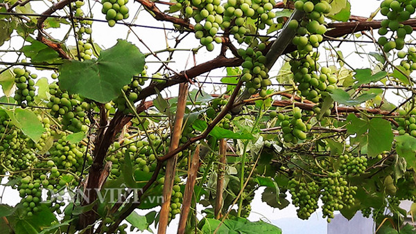 Hoa mắt với giàn nho Pháp amp;#34;siêu mắnamp;#34; trên sân thượng tầng 3 - 12