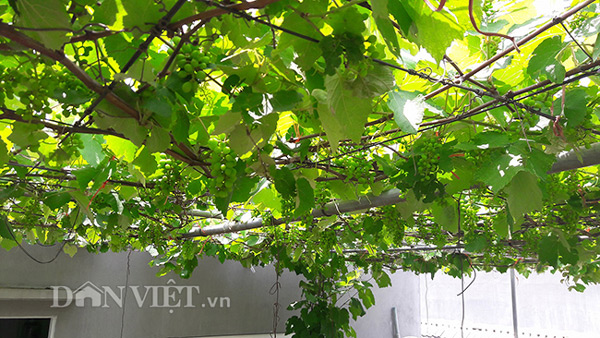 Hoa mắt với giàn nho Pháp amp;#34;siêu mắnamp;#34; trên sân thượng tầng 3 - 13