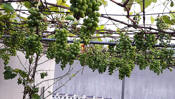 Hoa mắt với giàn nho Pháp amp;#34;siêu mắnamp;#34; trên sân thượng tầng 3 - 14