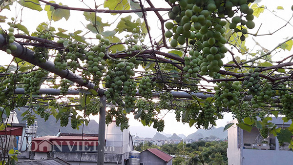 Hoa mắt với giàn nho Pháp amp;#34;siêu mắnamp;#34; trên sân thượng tầng 3 - 17