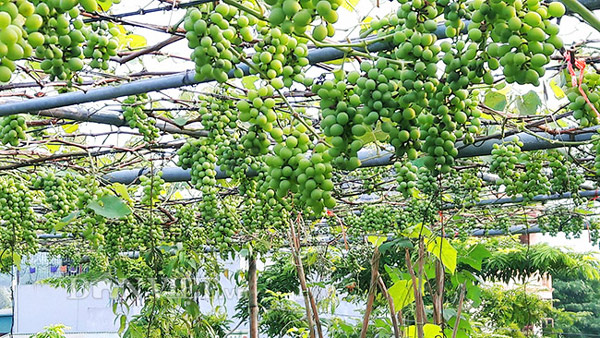 Hoa mắt với giàn nho Pháp amp;#34;siêu mắnamp;#34; trên sân thượng tầng 3 - 2