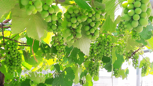 Hoa mắt với giàn nho Pháp amp;#34;siêu mắnamp;#34; trên sân thượng tầng 3 - 4