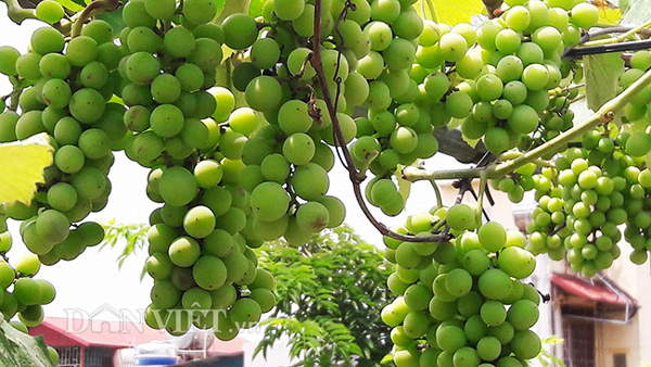 Hoa mắt với giàn nho Pháp amp;#34;siêu mắnamp;#34; trên sân thượng tầng 3 - 5