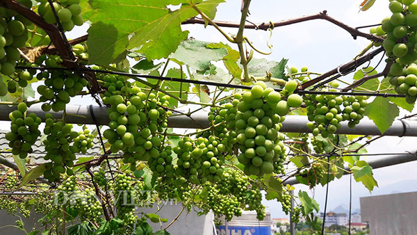 Hoa mắt với giàn nho Pháp amp;#34;siêu mắnamp;#34; trên sân thượng tầng 3 - 9