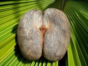 Tin tức - Lạ kỳ loại quả mang dáng hình 'khêu gợi' bí ẩn nhất trên thế giới