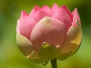Nhà đẹp - Hoa sen - Nét đẹp hiếm có loài hoa nào sánh bằng
