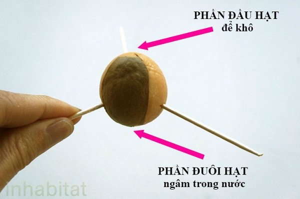 Cách trồng cây bơ làm cảnh đẹp từ hạt tại nhà - Xiên tăm vào hạt bơ