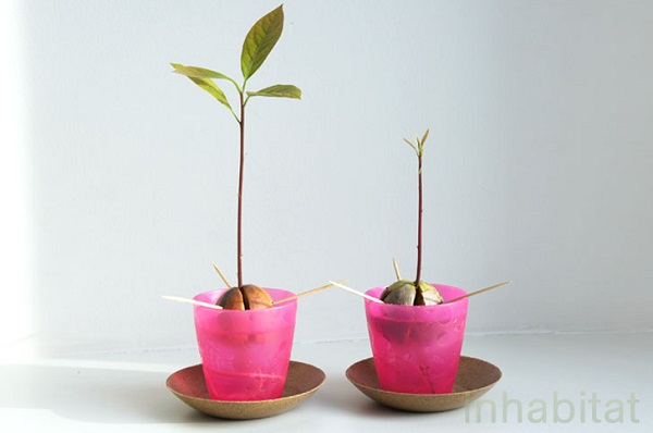Cách trồng cây bơ làm cảnh đẹp từ hạt tại nhà - Cắt tỉa mầm bơ