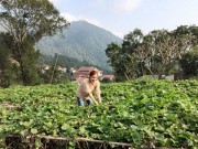 Nhà đẹp - Vườn rau xanh mướt mắt của hai hot girl thủ vai chính trong phim Nhật ký Vàng Anh