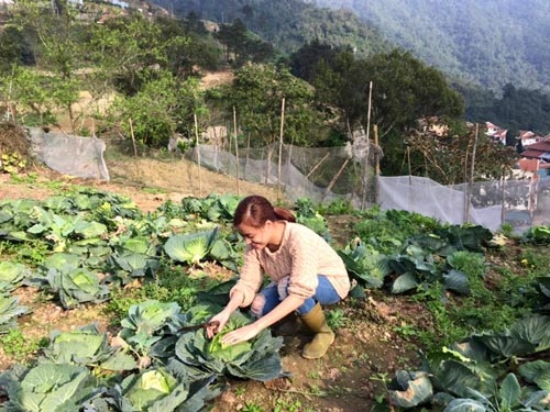 Vườn rau xanh mướt mắt của hai hot girl thủ vai chính trong phim Nhật ký Vàng Anh - 10