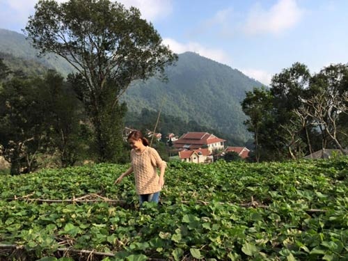 Vườn rau xanh mướt mắt của hai hot girl thủ vai chính trong phim Nhật ký Vàng Anh - 12