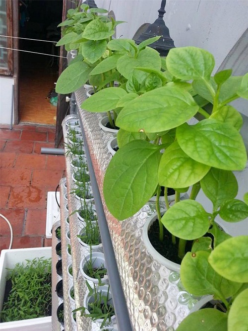 Vườn rau xanh mướt mắt của hai hot girl thủ vai chính trong phim Nhật ký Vàng Anh - 2