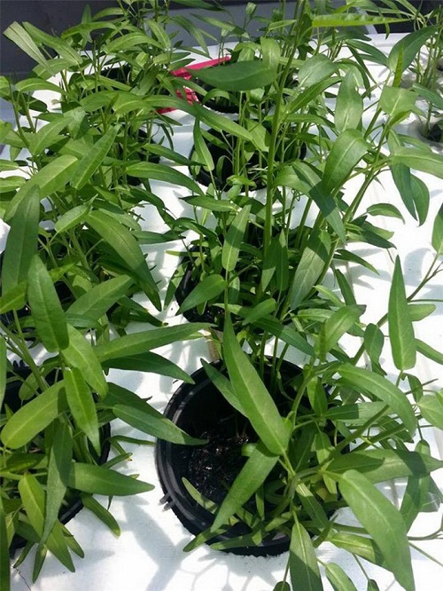 Vườn rau xanh mướt mắt của hai hot girl thủ vai chính trong phim Nhật ký Vàng Anh - 3