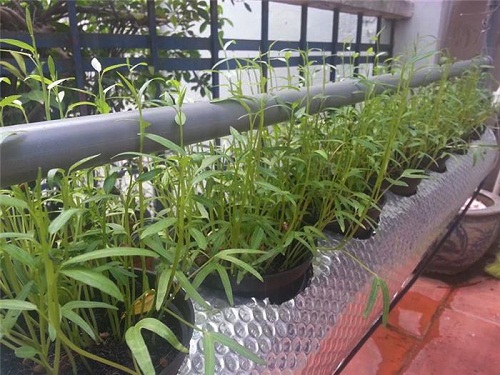 Vườn rau xanh mướt mắt của hai hot girl thủ vai chính trong phim Nhật ký Vàng Anh - 4