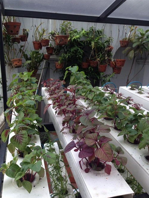 Vườn rau xanh mướt mắt của hai hot girl thủ vai chính trong phim Nhật ký Vàng Anh - 6