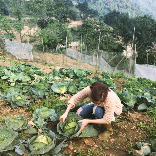 Vườn rau xanh mướt mắt của hai hot girl thủ vai chính trong phim Nhật ký Vàng Anh - 9