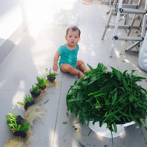 Học cách trồng rau muống lên tốt ngập như rau của vợ chồng Lý Hải - Minh Hà - 1