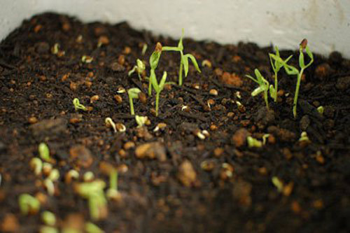 Học cách trồng rau muống lên tốt ngập như rau của vợ chồng Lý Hải - Minh Hà - 9