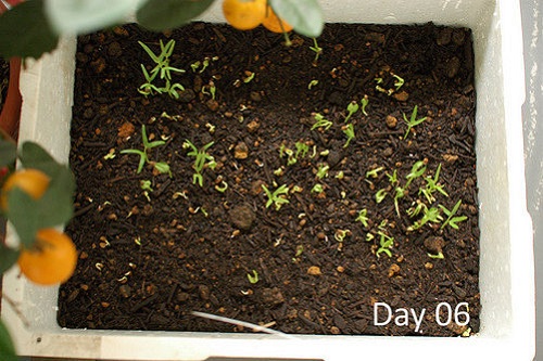 Học cách trồng rau muống lên tốt ngập như rau của vợ chồng Lý Hải - Minh Hà - 10