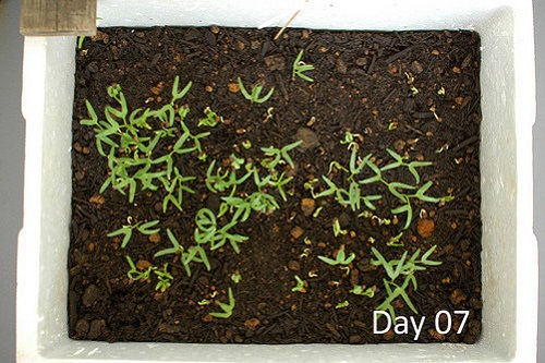 Học cách trồng rau muống lên tốt ngập như rau của vợ chồng Lý Hải - Minh Hà - 11