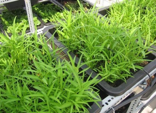 Học cách trồng rau muống lên tốt ngập như rau của vợ chồng Lý Hải - Minh Hà - 15