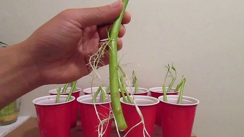 Học cách trồng rau muống lên tốt ngập như rau của vợ chồng Lý Hải - Minh Hà - 14