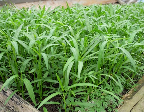 Học cách trồng rau muống lên tốt ngập như rau của vợ chồng Lý Hải - Minh Hà - 12