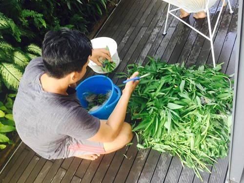 Học cách trồng rau muống lên tốt ngập như rau của vợ chồng Lý Hải - Minh Hà - 3