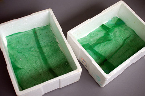 Học cách trồng rau muống lên tốt ngập như rau của vợ chồng Lý Hải - Minh Hà - 6