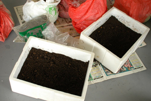 Học cách trồng rau muống lên tốt ngập như rau của vợ chồng Lý Hải - Minh Hà - 7