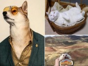 Nhà đẹp - 5 thú cưng "nổi tiếng" nhất trên MXH với lượng theo dõi "khủng", hot hơn cả nhiều ngôi sao