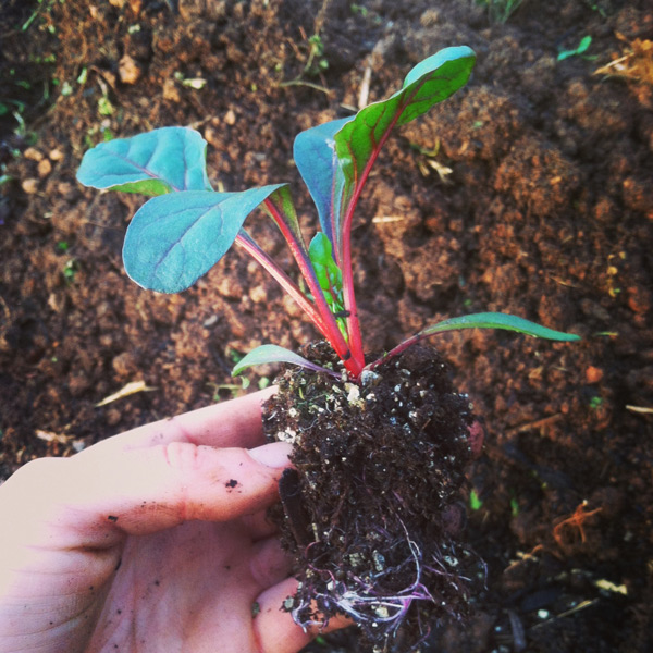 Cải cầu vồng vừa đẹp vừa ngon, chị em nên xem ngay mà trồng - 7