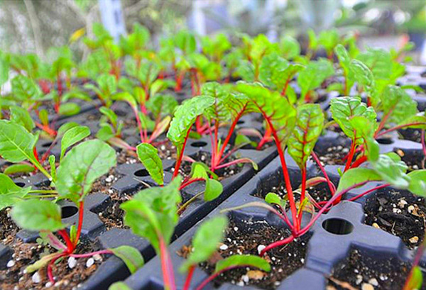 Cải cầu vồng vừa đẹp vừa ngon, chị em nên xem ngay mà trồng - 6